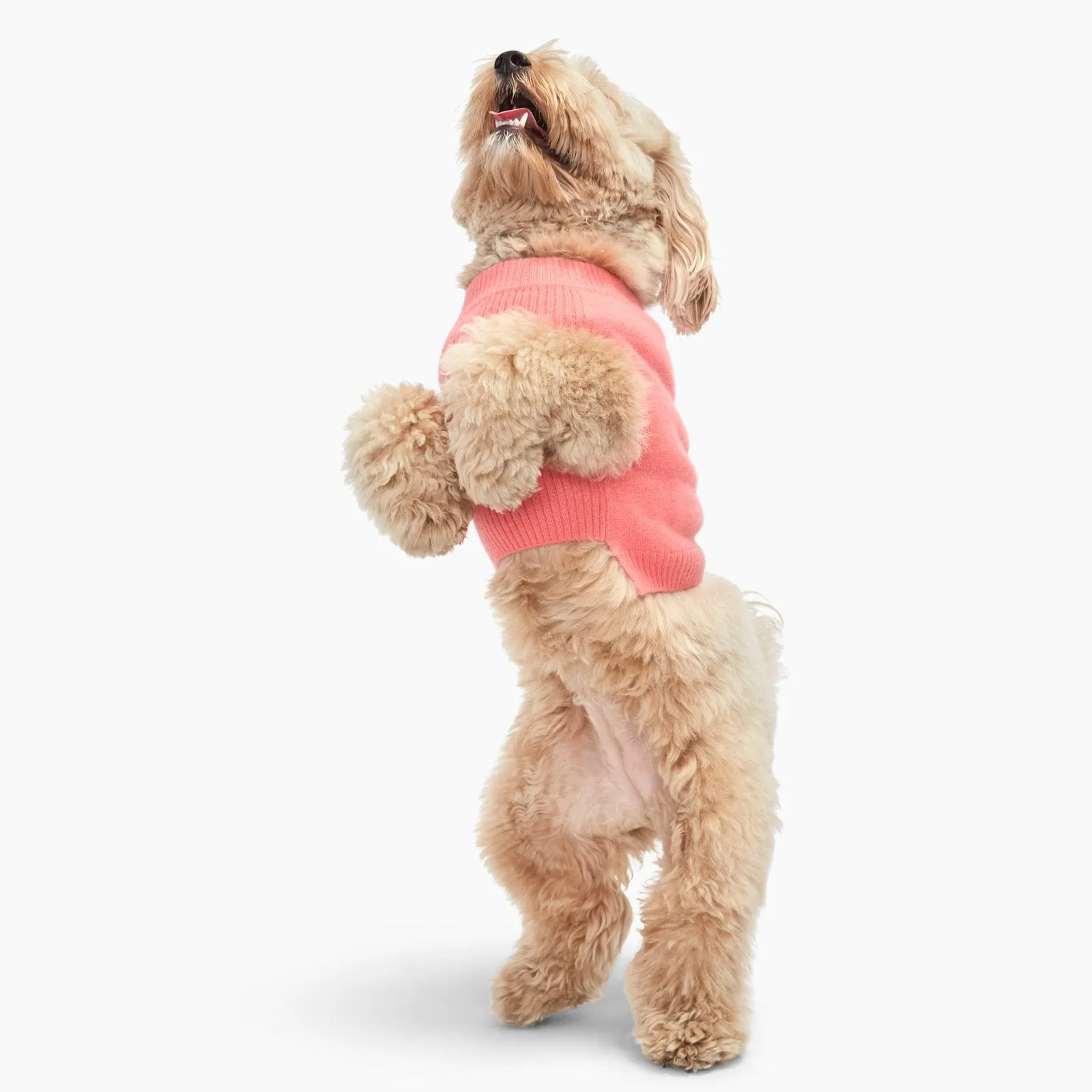 Cashmere Dog Sweater