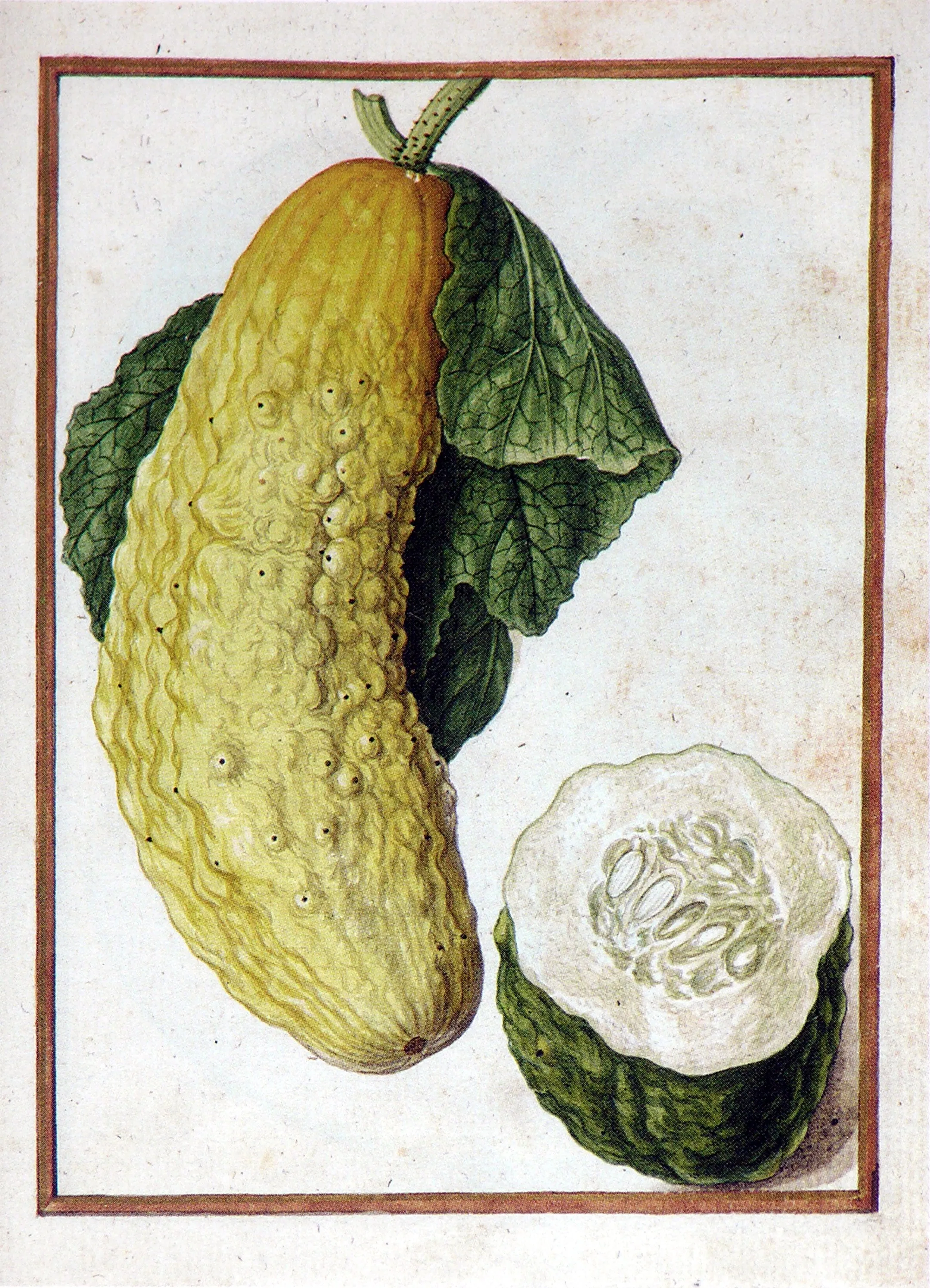 Jacques le Moyne de Morgues (French, ca. 1533-1588), Cucumber