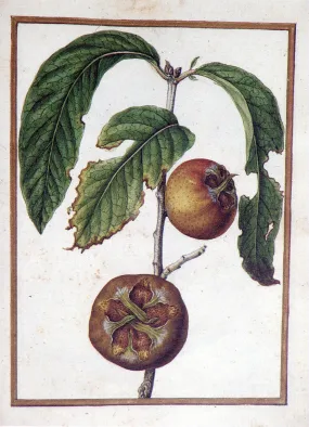 Jacques le Moyne de Morgues (French, ca. 1533-1588), Medlar